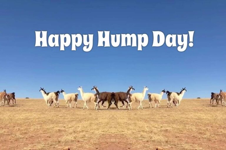 Happy Hump Day Wishes to Lift Your Spirits