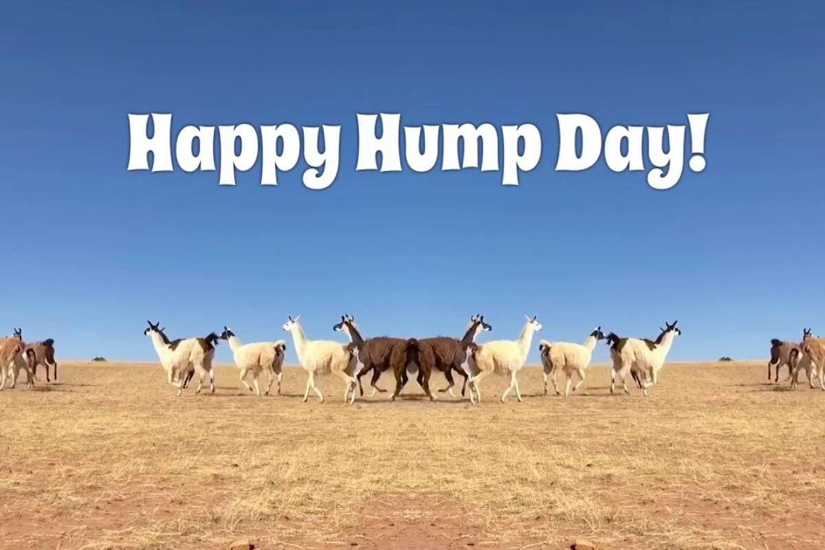 Happy Hump Day Wishes to Lift Your Spirits