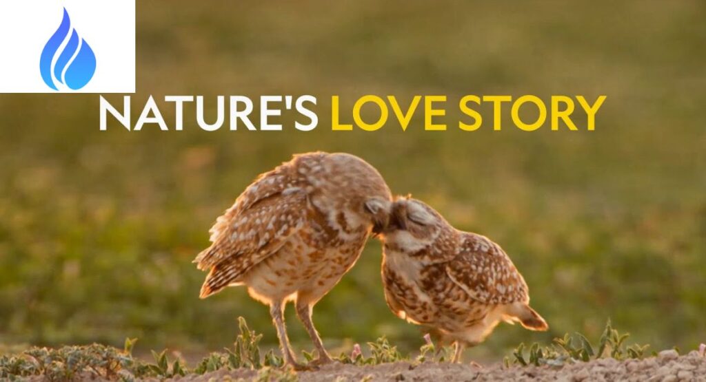 The Nature of Love