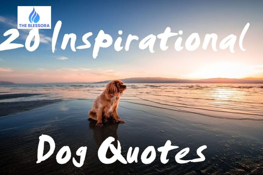 Inspirational Underdog Quotes